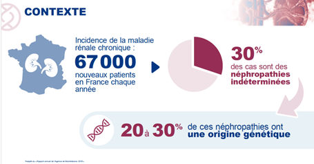 Infographie sur la maladie rénale chronique en France : 67 000 nouveaux patients par an, 30 % des cas sont des néphropathies indéterminées, dont 20 à 30 % ont une origine génétique.