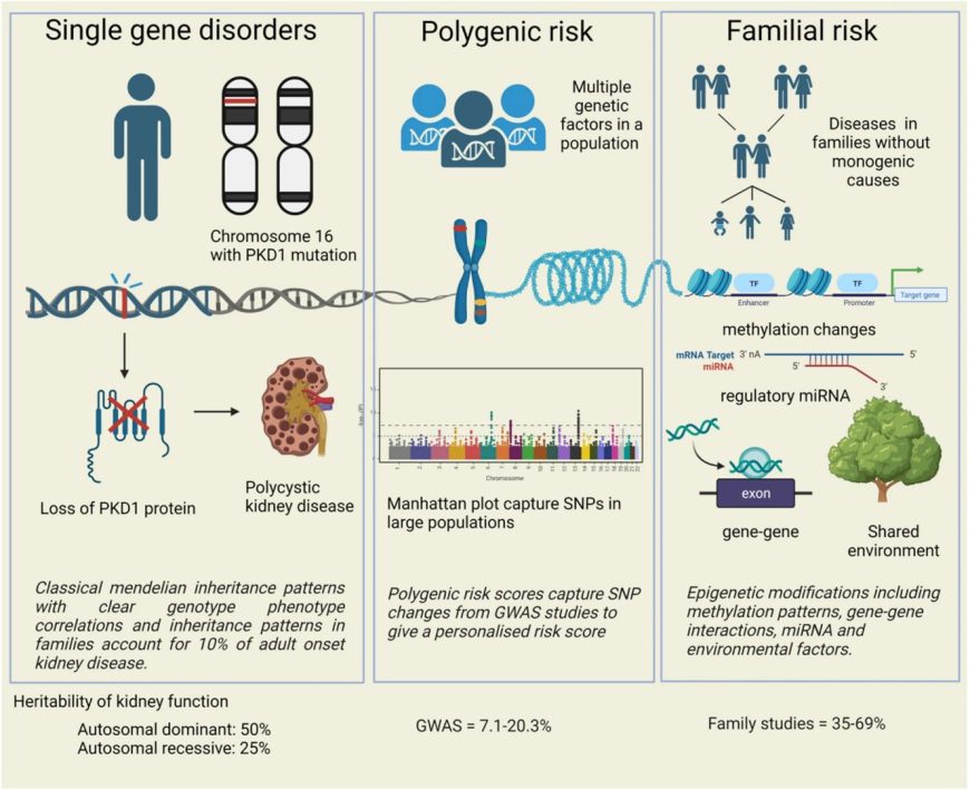 Schéma expliquant trois catégories de risques génétiques associés aux maladies rénales : troubles monogéniques, risque polygénique et risque familial.